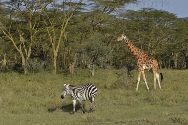 Rothschild Giraffe or Ugandan Giraffe (Giraffa camelopardalis rothschildi) and Grant's Zebra (Equus