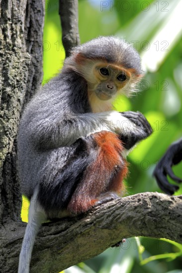 Red-shanked Douc (Pygathrix nemaeus) Langur, young