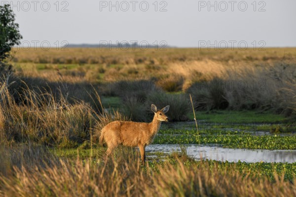 Pampas deer (Ozotoceros bezoarticus), female animal, Cambyretá, Esteros del Iberá, Province of