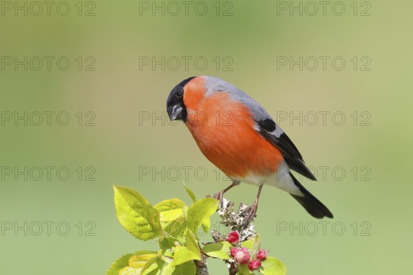 Eurasian bullfinch (Pyrrhula pyrrhula) male sitting on a branch with apple blossoms, bullfinch,