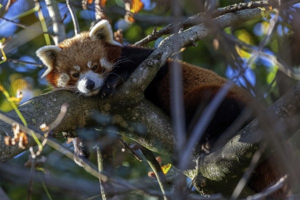 Red panda (Ailurus), lying on a branch, captive, Baden-Württemberg, Germany, Europe