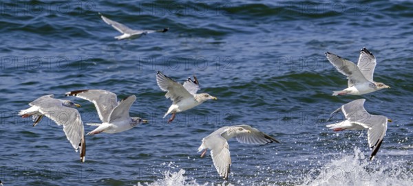 European herring gulls (Larus argentatus) flock of adults in winter plumage flying along the North