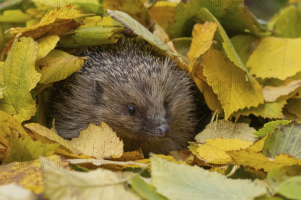 European hedgehog (Erinaceus europaeus) adult animal emerging from a pile of autumnal leaves in the