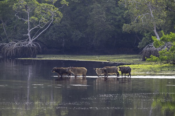 Red buffalo or forest buffalo (Syncerus nanus) crossing a river, Loango National Park, Parc