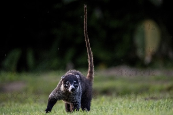 White-tailed coati (Nasua narica), adult, tail in the air, in a meadow, looking into the camera,