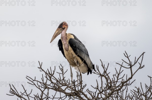 Marabou stork (Leptoptilos crumeniferus) sitting in a tree in front of a white background, adult,