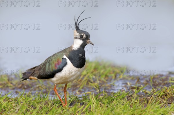 Northern lapwing (Vanellus vanellus), male in a wet meadow, Dümmer, lake, wildlife, snipe bird,