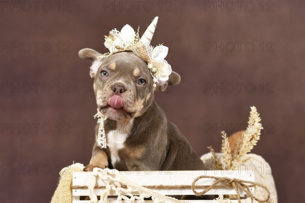 Cute French Bulldog dog puppy with boho style unicorn headband sticking tonge out