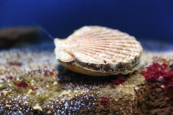 Great scallop (Pecten maximus), scallop swims in aquarium, Germany, Europe