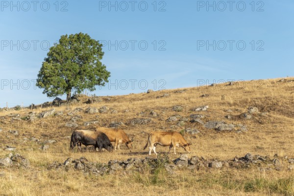 Bull and Aubrac cows in a dry pasture in summer. Aubrac, France, Europe