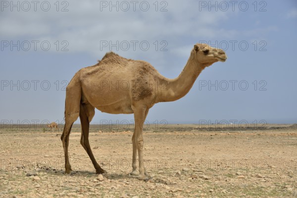 Dromedary (Camelus dromedarius), near Mirbat, Dhofar Region, Oman, Asia