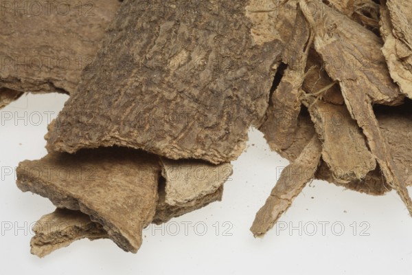 Bark of the god tree of heaven (Ailanthus altissima), medicinal plant of Chinese medicine
