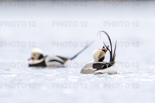 Long-tailed duck (Clangula hyemalis), male in splendour plumage during plumage care, Batsfjord,