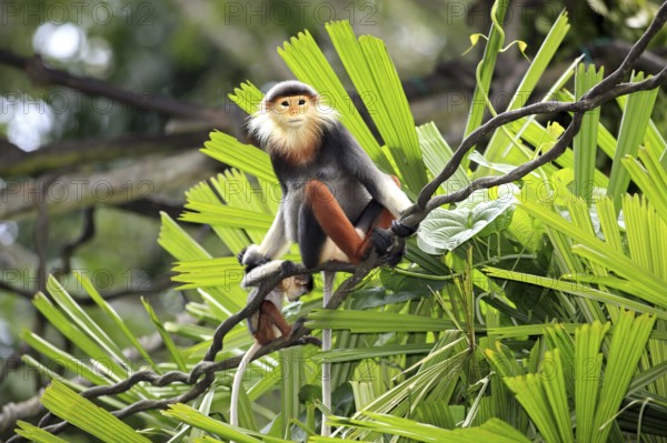 Red-shanked Douc (Pygathrix nemaeus) Langurs, female with young