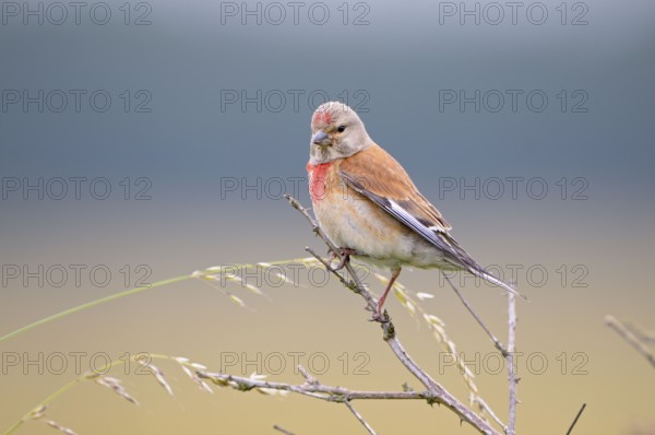 Blood linnet, male, Dingdener Heide nature reserve, North Rhine-Westphalia, Germany, Europe