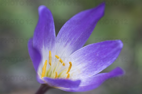 Autumn crocus (Colchicum speciosum), Emsland, Lower Saxony, Germany, Europe