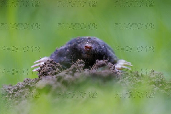 European mole (Talpa europaea), Germany, Europe