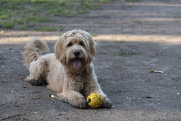 Dog with yellow labradoodle (Mini Goldendoodle), mixed breed of Golden Retriever and Miniature