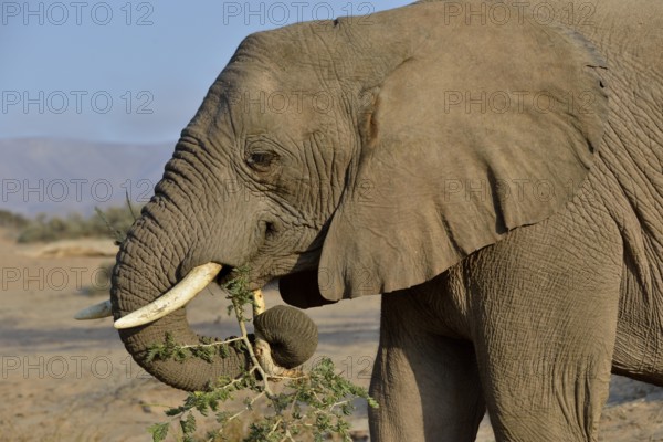 Desert elephant, African elephant (Loxodonta africana) feeding, dry riverbed of the Huab,