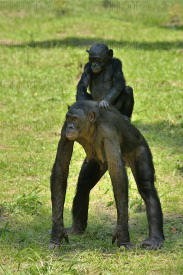 Bonobo (Pan paniscus), female with young on her back, Lola ya Bonobo Sanctuary, Kimwenza, Mont