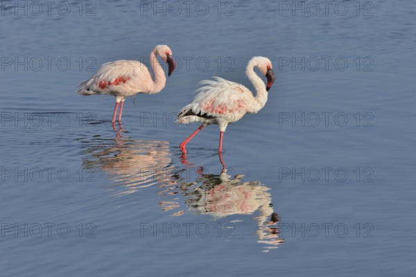 Lesser Flamingo (Phoenicopterus minor), two flamingoes wading in Lake Nakuru, Lake Nakuru National