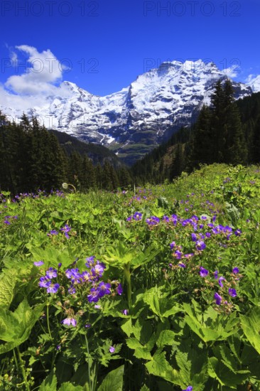 Meadow cranesbill, in front of Mönch, 4107 m, and Jungfrau, 4158 m, Bernese Oberland, Switzerland,