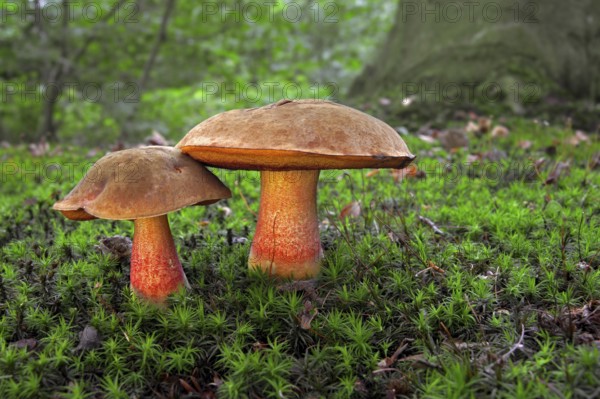 Dotted stem bolete (Boletus luridiformis)