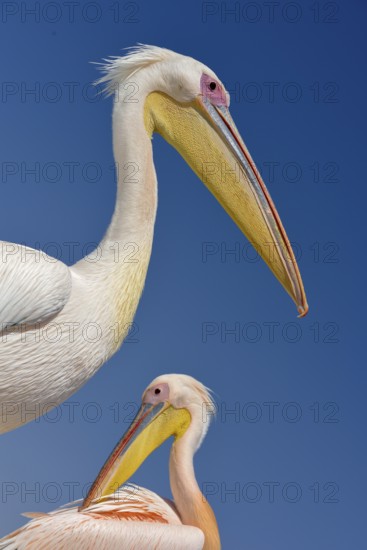 Great white pelicans (Pelecanus onocrotalus) at Pelican Point, Walfish Bay, Erongo region, Namibia,