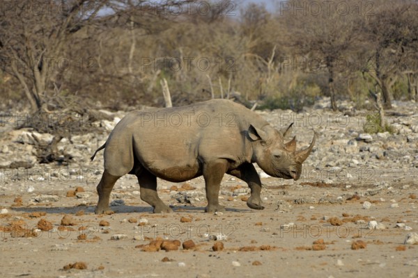 Hook-lipped rhinoceros or Black rhinoceros (Diceros bicornis), Chudop, Etosha National Park,