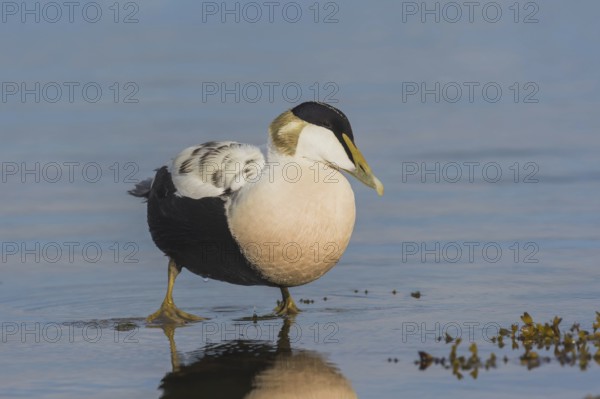 Common eider (Somateria mollissima), drake stands in the water, Öland Island, Sweden, Europe