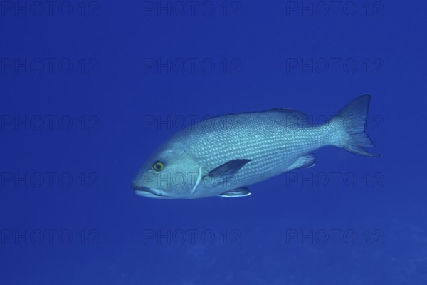 Two-spot red snapper (Lutjanus bohar), dive site St. Johns Reef, Red Sea, Egypt, Africa