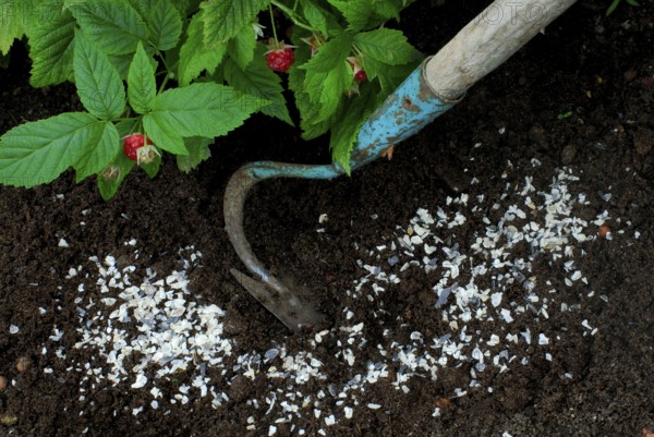 Horn shavings, fertiliser, manure, fertiliser, natural fertiliser