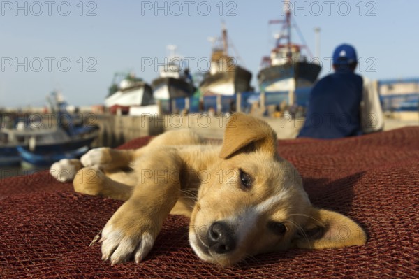 Morocco, Young dog at the harbour in Essaouira, Africa