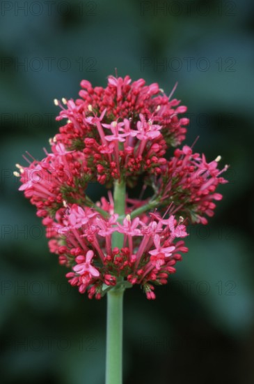 Red list of latin and greek words commonly used in systematic names (Centranthus red valerian