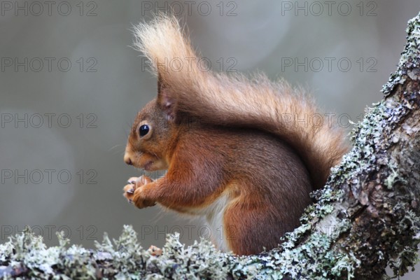 Eurasian red squirrel ( Sciurus vulgaris) , side, Cairngorms National Park, Scotland, United