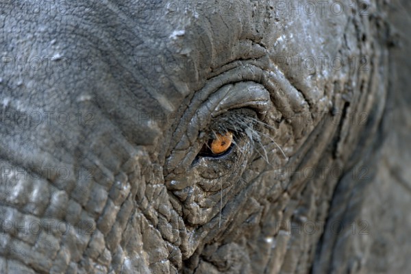 African bush elephant (Loxodohnta africana), eye, Mana Pools National Park, Mashonaland West,