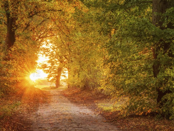 Avenue of lime trees with cobblestones in autumn at sunset, Uckermark, Brandenburg, Germany, Europe