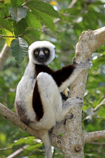 Coquerel's sifaka (Propithecus verreauxi coquereli), Madagascar, Africa
