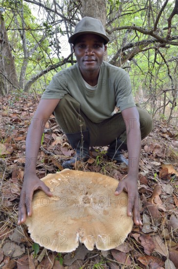 Man presenting giant mushroom Termitomyces titanicus, largest agaric, edible mushroom, Kasanka