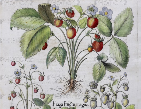 Strawberries (Fragaria), hand-coloured copper engraving by Basilius Besler, from Hortus