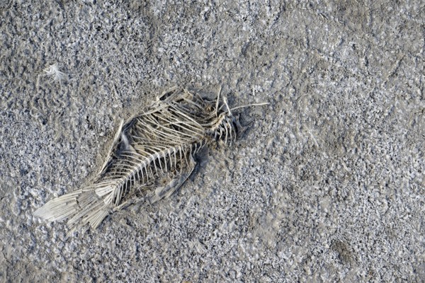 Dead fish, heavily dried out Darscho or Warmsee, Lake Neusiedl-Seewinkel National Park, Burgenland,