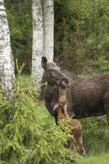 Elk (Alces alces) female with approx. 3-week-old calf, southern Sweden, Scandinavia