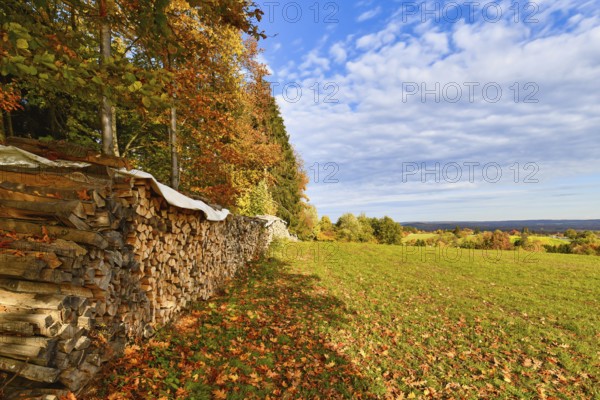 Dried firewood on a meadow at edge of German Odenwald forest with colorful autumn leaves