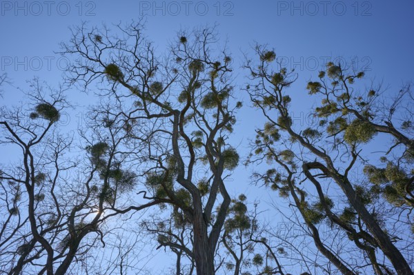 Poplar tree with Mistletoe (Viscum album), Spessart, Franconia, Bavaria, Germany, Europe