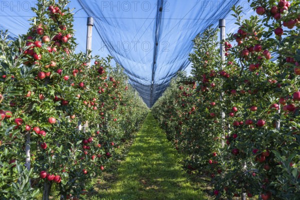Apple orchard with apples ripe for harvesting and hail protection net, Bodman-Ludwigshafen,