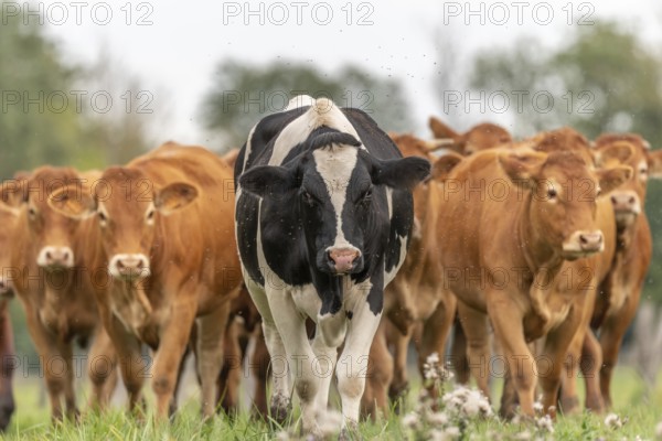 Herd of cows in pasture at end of summer. Alsace, France, Europe