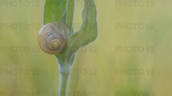 Close-up, Carthusian snail (Monacha cartusiana), Neustadt am Rübenberge, Germany, Europe
