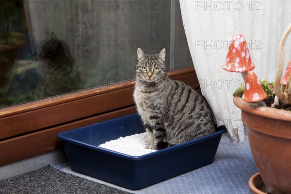 House cat in litter box, mackerel, cat toilet