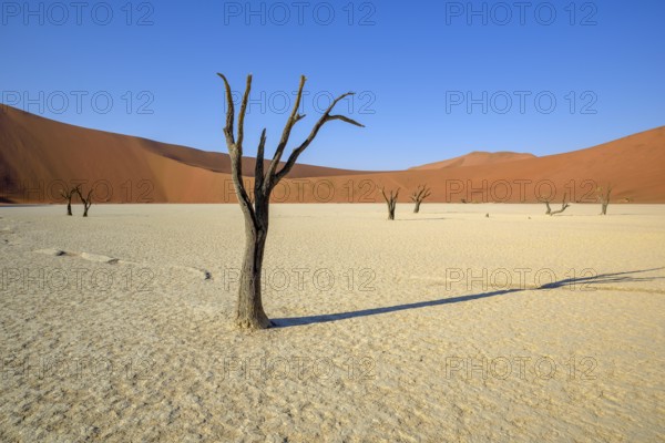 Dead camelthorn trees (Acacia erioloba) in Deadvlei, Namib Desert, Namib-Naukluft National Park,
