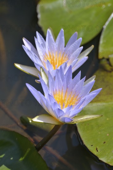 Blue Egyptian Water Lilies or Sacred Blue Lilies (Nymphaea caerulea), South Luangwa National Park,